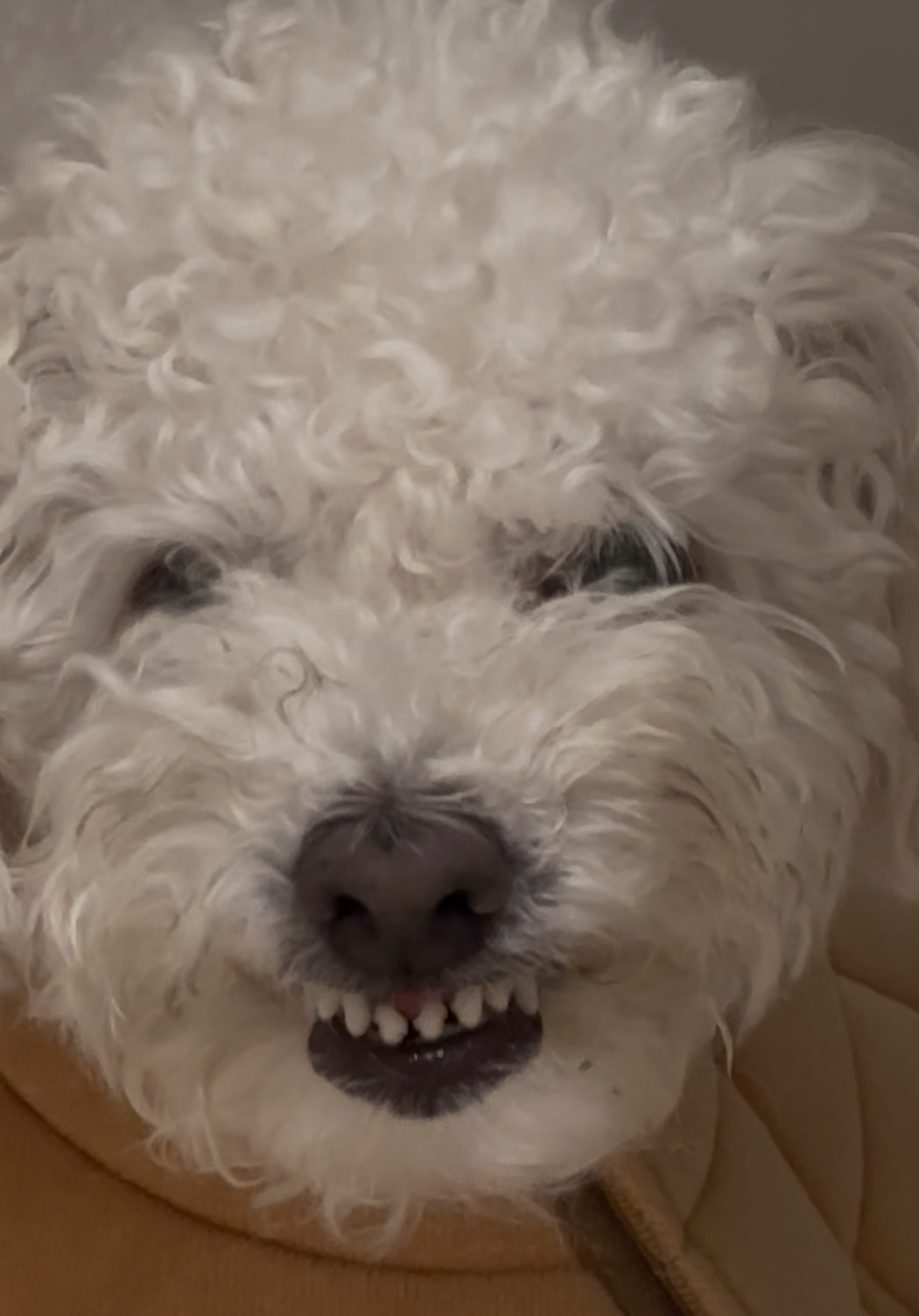 Rudy