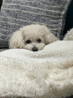 Rudy