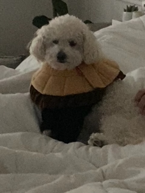 Rudy