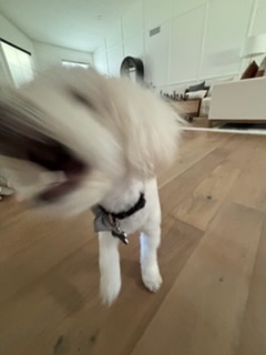 Rudy