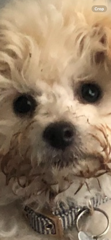 Rudy