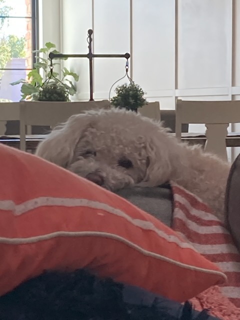 Rudy