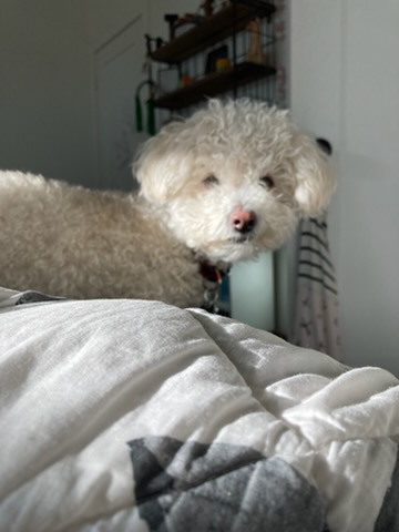 Rudy