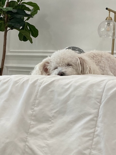Rudy