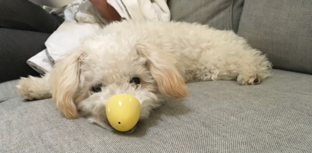 Rudy