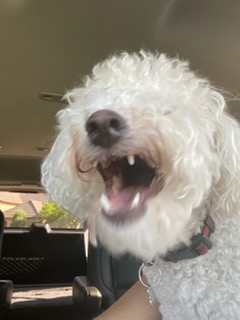 Rudy