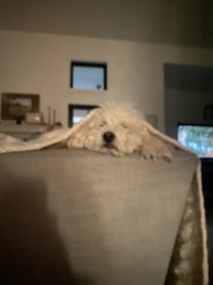 Rudy