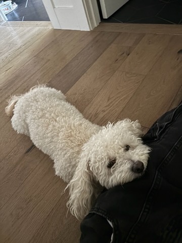 Rudy